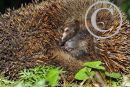 Hedgehog